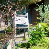 オリーブ,ミソハギ,パールアカシア,シャクヤク コーラルチャーム,ドドナエア・ プルプレアの画像