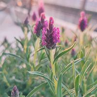 ラベンダーの画像