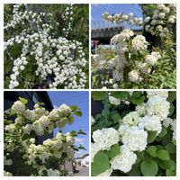 小手毬,大手毬,オオデマリとコデマリ,コデマリ（小手毬）,オオデマリ（大手毬）の画像