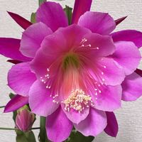 クジャクサボテン,スマホ撮影加工なし,花の15年組の画像