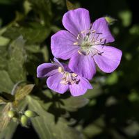 ゲラニウム,ゲラニウム  エリザベスアン,小さな庭の画像