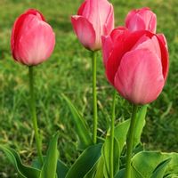 チューリップ,美しい,ピンク色,お出かけ先の画像