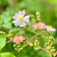 ノイバラの画像