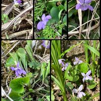 スミレ,しあわせ　スミレ計画❣️の画像
