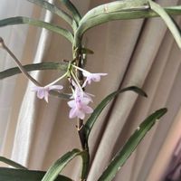 バンダ,胡蝶蘭,バンダ クリステンソニアナ,V.christensoniana,洋蘭の画像