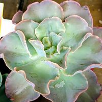 マツバボタン,多肉植物,ベランダガーデン,多肉初心者,癒しの画像