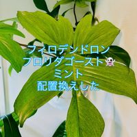 フィロデンドロン,フィロデンドロン・フロリダゴースト,ワイルド,森林浴,熱帯植物の画像