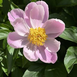 シャクヤク,植物のある暮らし,花友さんに感謝,G,Sの皆さんに感謝,小さな庭の画像