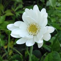 ガーベラ,地植え,マイガーデン,綺麗✨,チーム岐阜の画像