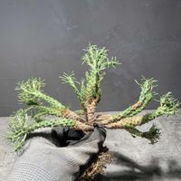 ユーフォルビア ラミグランス,ラミグランスhyb,ユーフォルビア,植え替え,ニョロン(26日)の日の画像