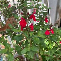 チェリーセージの画像