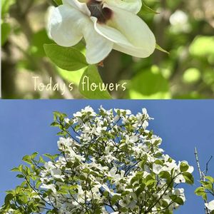 イキシア,イキシア,ニゲラ,ニゲラ,ハナミズキの画像