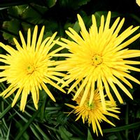 ガーベラ,クラシックガーベラ,キュンキュン乙女倶楽部,黄色いお花大好き協会,幸せの黄色いお花の画像