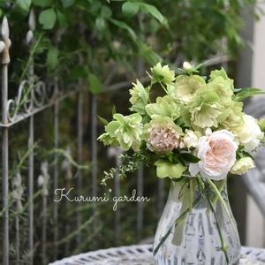 クリスマスローズ,クリスマスローズ,バラ,バラ ボレロ,ボレロの画像