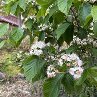 ガマズミの画像