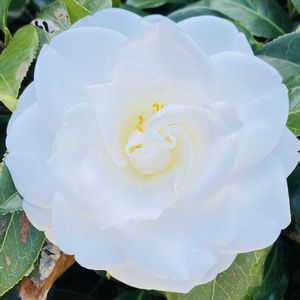 ツバキ,白い花,花のある暮らし,おうち園芸の画像