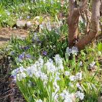 プルモナリア,プルモナリア　ブルーエンサイン,玉咲きサクラソウ,プシキニア,花のある暮らしの画像