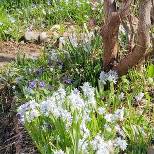 プルモナリア,プルモナリア　ブルーエンサイン,玉咲きサクラソウ,プシキニア,花のある暮らしの画像