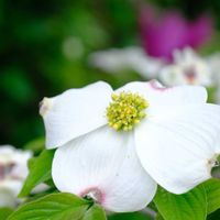 ハナミズキ,白い花,花のある暮らし,グリーンに癒される⭐︎⭐︎⭐︎,庭の画像