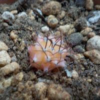 ギムノカリキウム,多肉植物,ギムノカリキウム属,ベランダの画像