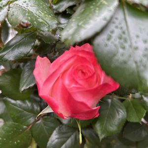 バラ,鬼灯,ジャガイモの花,庭の画像