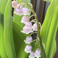 オダマキ,ピンクスズラン,ガーデニング,お花,ピンクの花の画像