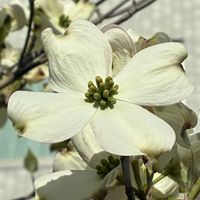 ハナミズキ,ハナミズキ,公園,花壇,ガーデニングの画像