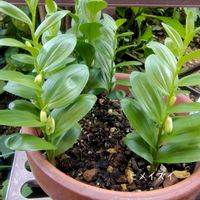 ヒメイズイ,庭の花,花のある暮らし,植物大好き,人に優しくの画像
