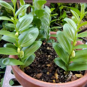 ヒメイズイ,庭の花,花のある暮らし,植物大好き,人に優しくの画像