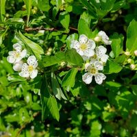 サンザシの画像