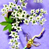 イワヤツデ,タンチョウソウ（イワヤツデ）,白銀ピクタ,盆栽,多肉植物の画像