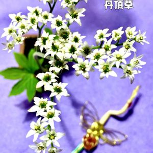 イワヤツデ,タンチョウソウ（イワヤツデ）,白銀ピクタ,盆栽,多肉植物の画像