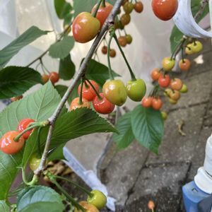 地植え,果物,果樹,フルーツ,おうち園芸の画像
