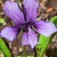 キランソウ,シラネアオイ,やまぶき,シロバナシラネアオイ, スミレの画像