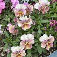 花のある暮らし,小さな庭の画像