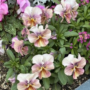 花のある暮らし,小さな庭の画像