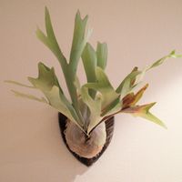 多肉植物,観葉植物,塊根植物,塊根,本日のネザーランドの画像