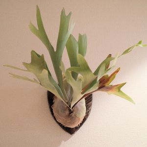 多肉植物,観葉植物,塊根植物,塊根,本日のネザーランドの画像