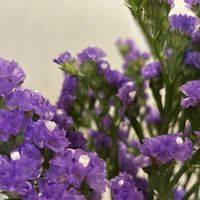 スターチスの画像