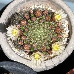 サボテン,サボテン,多肉植物,ダイソー,サボテンの花の画像