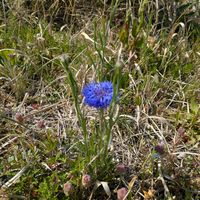 雑草,日記,こぼれ種,自己流,無農薬の画像