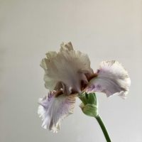 ジャーマンアイリス,ニュアンスカラー,ジャーマンアイリス　シルバラードの画像