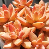 ピンクプリティ,カリフォルニアサンセット, ブロンズ姫,リトルビューティ,多肉中毒の画像