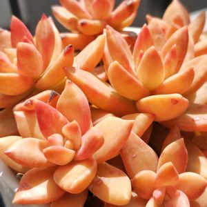 ピンクプリティ,カリフォルニアサンセット, ブロンズ姫,リトルビューティ,多肉中毒の画像