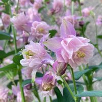 オダマキ,散歩,スマホ撮影,外出先の画像