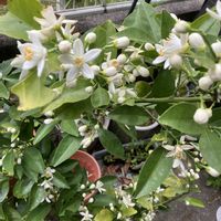 鉢植え,果物,果樹,フルーツ,おうち園芸の画像