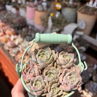 多肉,エケベリア,多肉植物,葉挿し,エケベリア属の画像