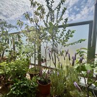 オリーブ,コムラサキ,ラベンダー,ユーカリ,パールアカシアの画像