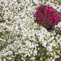 シバザクラ,散歩の写真の画像