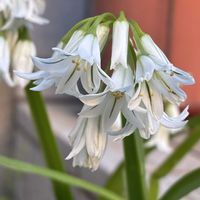 アリウム,アリウム,アリウム トリケトラム,アリウム トリケトラム,公園の画像